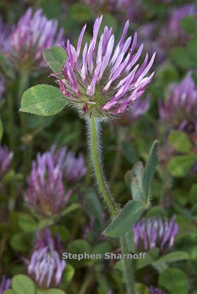 trifolium hirtum 5 graphic